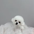 꿈꾸는 댕 이미지