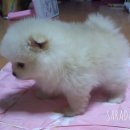 마이리틀펫 이미지