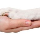 광양동물메디컬센터 이미지