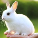 대한토끼 이미지