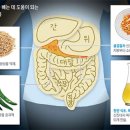 고추의 매운 성분 암세포 파괴 과정 밝혀저 이미지