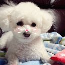 김포애견클럽 이미지