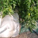 예림농장 이미지