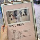 오르치그로치 이미지