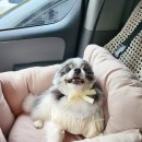 쿠크디자인 | “차 타면 멀미하던 쿠크, 울리 카시트 타자마자 푹 자버렸다 😴💛”