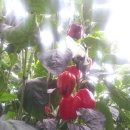 산울림농장 이미지