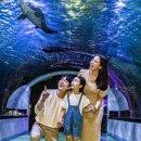 황금아쿠아 이미지