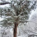 눈꽃회관 | 태백산 산행(유일사주차장~팔보암~사길령~유일사사거리~장군봉~천제단~부쇠봉~문수봉~당골광장~탐방지원...