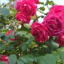 안락2동-5 이미지