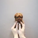 느낌있개 이미지