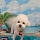 펫 살롱 파밀리에 이미지