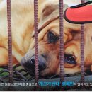 보신탕
