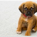 24시 유앤미동물병원 이미지