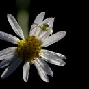 실내마차 이미지