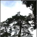 순흥의 연리지송 이미지