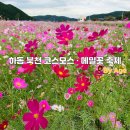 모동지장마을 영농조합법인 | 하동 북천 코스모스·메밀꽃 축제 나들이 후기