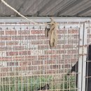 헌팅과 믹스 이미지