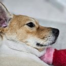 그루비멍 이미지