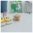 씨유상록안산대학로점 | 안산상록구말티푸분양 후기, 유앤미펫에서 만난 우리 집 첫 강아지