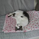 이마트24 태안안면도점 | [일상] 10년 만에 온전히 쉬어본 명절 | 태안여행 | 아낙필락시스후기(사진은없음) | 그람피하우스펜션