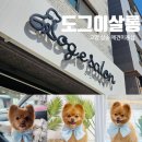 박선생 도그살롱 | 고양 삼송 애견미용 잘 하는 곳 포메 곰돌이컷 후기 : 도그이살롱