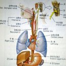 뇌신경 및 척수와 자율신경계 이미지