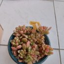 콩콩다육