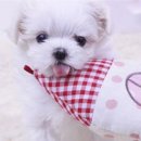 제물포애견 이미지