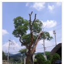 율석1리 | 천마백봉단맥(마치고개 ~ 백봉산 ~매르내미고개~수리봉)