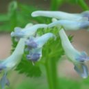 자주괴불주머니 (Incised Corydalis) 이미지