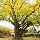 방학동 은행나무 이미지