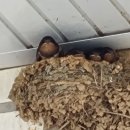 사초경로당 이미지