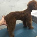 24시청주i동물병원 이미지