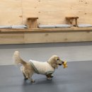 GR(대구광역시 달성군)-[비슬로481길]-하-2 | 대구 실내 노키즈존 애견카페 천연잔디 애견운동장도 있는 온니담