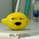 레몬씨