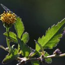 도깨비풀 이미지