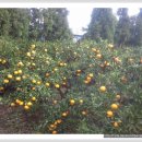 강정동-15 이미지