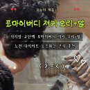 반려견수제간식 아지맘마 | [반려견 수제간식 추천] 포마이버디 져키 오리+말 후기, 노견·다이어트·노즈워크에도 최고!