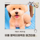 유폴 평택지제역점 | 유폴 평택지제역점 평택애견미용 모카 스포팅 미용하고 온 날