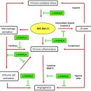 Re: vitamin D - 황반변성 치료 논문 2017년,, 이미지