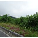 목화밭