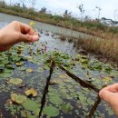 제주아씨 이미지