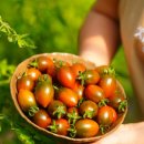 초록농장2 이미지