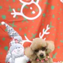 아토그루밍 이미지