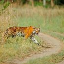 신대동장식 이미지