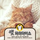 캣파라다이스 일산점 이미지