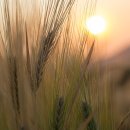 건초사료 이미지