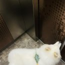 살랑애견미용실 네이버블로그