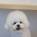 퍼피루시드 이미지