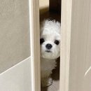 고고쓰커피 | [경주 라베풀빌라] 오션뷰 경주 감포 풀빌라펜션, 내돈내산 감성숙소 추천